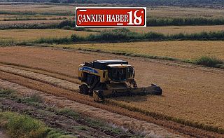 Çankırı Kızılırmak'ta 2026 yılı çeltik hasadı başladı