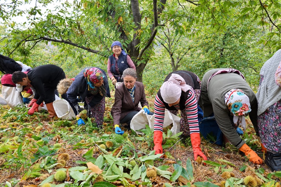 Aydın Nazilli'de Yüksek Kesimlerde Kestane Toplandı