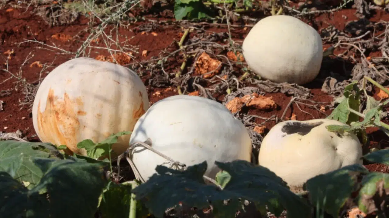 Hatay'ın tescilli beyaz kabağında hasat dönemi başladı